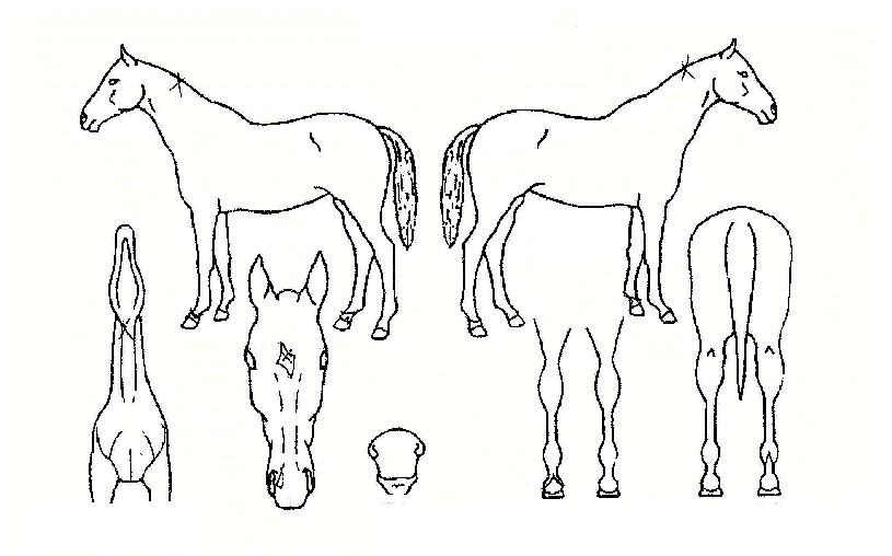 �ູ������� ����,���,�޸�,�λ�,�ٸ��� Ư¡����