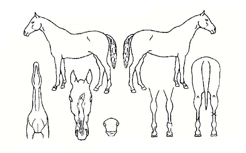 ��ƲĿ�Ǵ��� ����,���,�޸�,�λ�,�ٸ��� Ư¡����