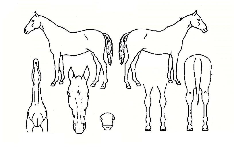 ÇÖÅǽºÅ¸ÀÇ Ãø¸é,¿ì¸é,µÞ¸é,µÎ»ó,´Ù¸®ÀÇ Æ¯Â¡µµÇØ