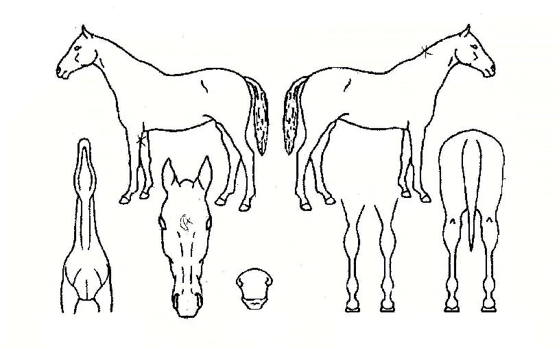 ÄÚ¹ßÆ®ºí·çÀÇ Ãø¸é,¿ì¸é,µÞ¸é,µÎ»ó,´Ù¸®ÀÇ Æ¯Â¡µµÇØ