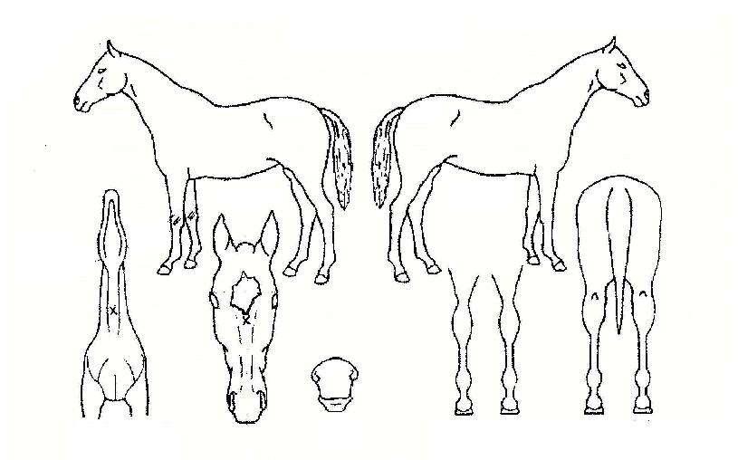 ���ȣ�� ����,���,�޸�,�λ�,�ٸ��� Ư¡����