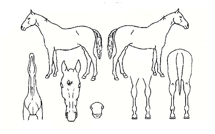 ÇѸñ¼Ò¸®ÀÇ Ãø¸é,¿ì¸é,µÞ¸é,µÎ»ó,´Ù¸®ÀÇ Æ¯Â¡µµÇØ