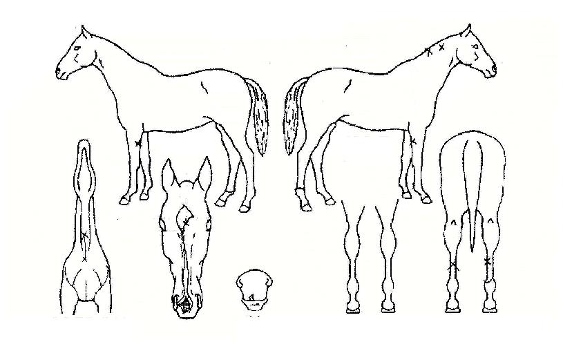 ÀÚÀ̾ðÆ®ÀÇ Ãø¸é,¿ì¸é,µÞ¸é,µÎ»ó,´Ù¸®ÀÇ Æ¯Â¡µµÇØ