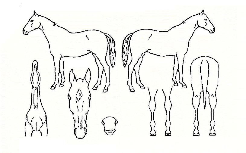 ������è���� ����,���,�޸�,�λ�,�ٸ��� Ư¡����