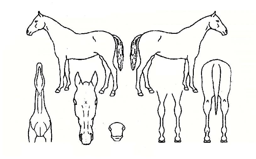 ���Ư���� ����,���,�޸�,�λ�,�ٸ��� Ư¡����