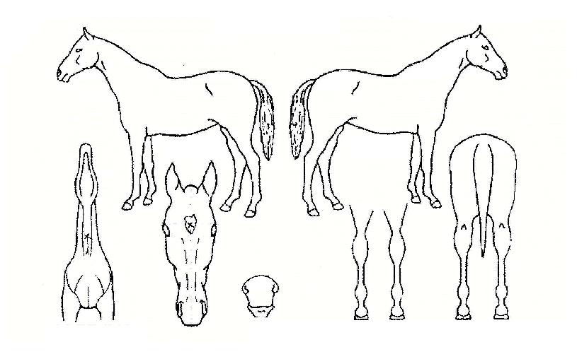 Èñ¸ÁÀǺ°ÀÇ Ãø¸é,¿ì¸é,µÞ¸é,µÎ»ó,´Ù¸®ÀÇ Æ¯Â¡µµÇØ