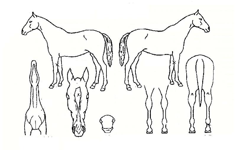 ����õ���� ����,���,�޸�,�λ�,�ٸ��� Ư¡����