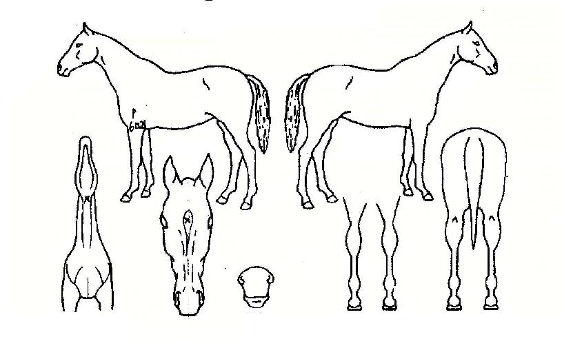 �⸰���ڸ��� ����,���,�޸�,�λ�,�ٸ��� Ư¡����