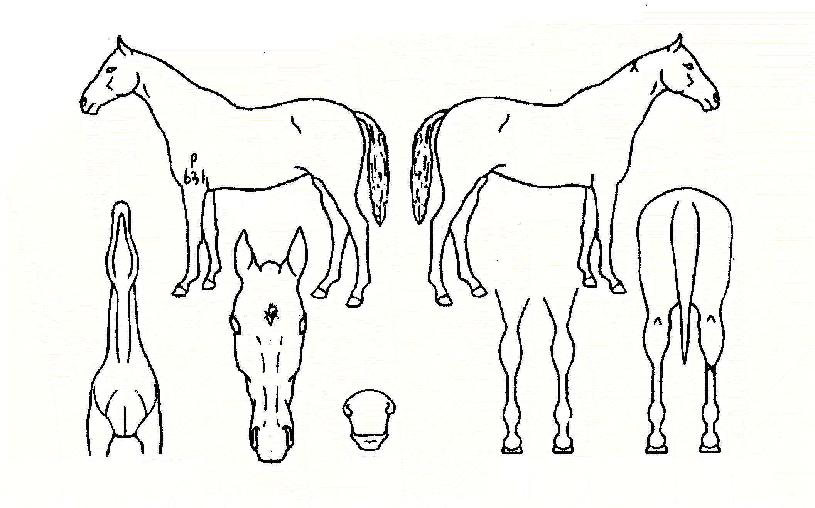 ¼¿ï»ç¶ûÀÇ Ãø¸é,¿ì¸é,µÞ¸é,µÎ»ó,´Ù¸®ÀÇ Æ¯Â¡µµÇØ