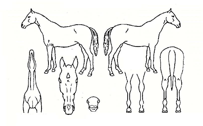 �뼱������ ����,���,�޸�,�λ�,�ٸ��� Ư¡����