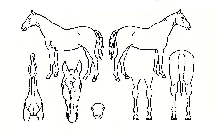 º¸³Ê½º¾î¿þÀÌÀÚ¸¶ÀÇ Ãø¸é,¿ì¸é,µÞ¸é,µÎ»ó,´Ù¸®ÀÇ Æ¯Â¡µµÇØ