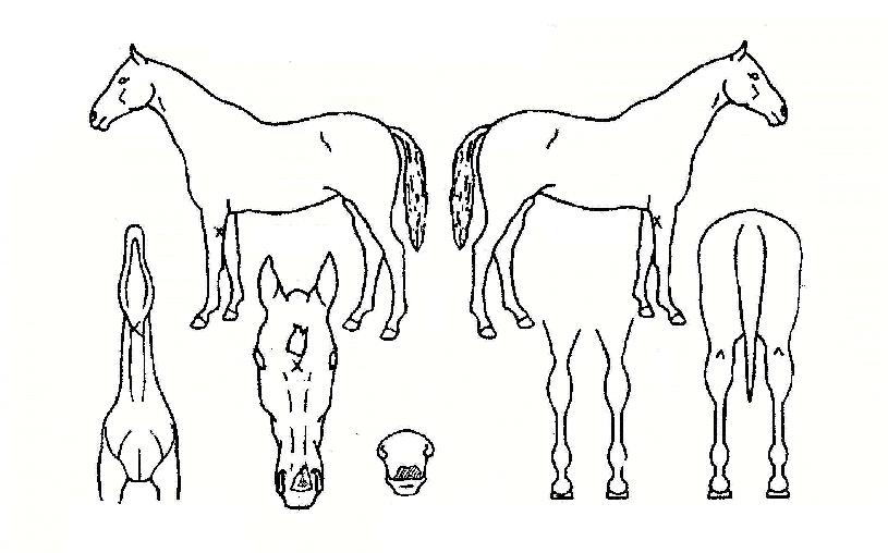 �����Ŀ��� ����,���,�޸�,�λ�,�ٸ��� Ư¡����