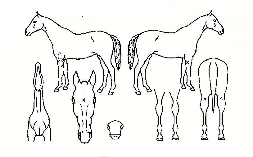 �������¾��� ����,���,�޸�,�λ�,�ٸ��� Ư¡����