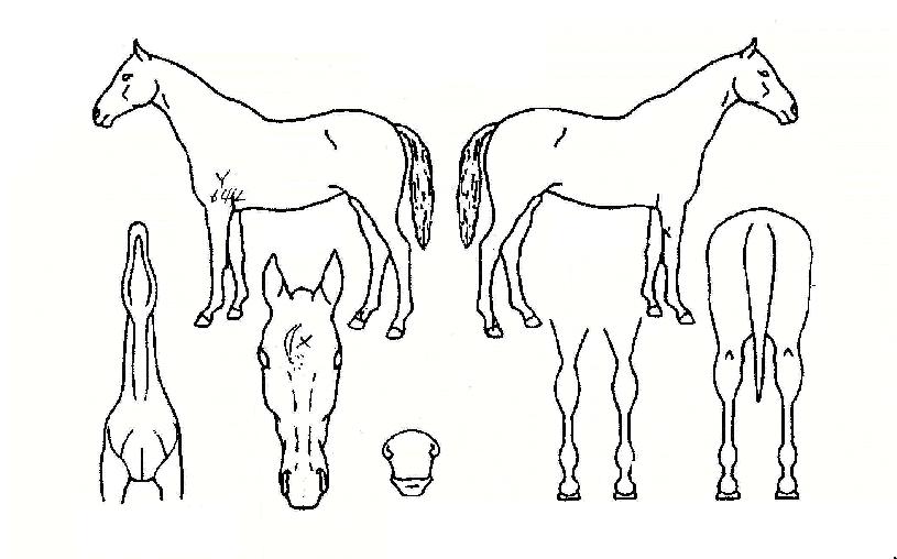 ½ºÄ«ÀÌÇåÅÍÀÇ Ãø¸é,¿ì¸é,µÞ¸é,µÎ»ó,´Ù¸®ÀÇ Æ¯Â¡µµÇØ