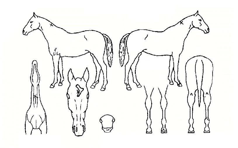 �����Ǿ�ħ�� ����,���,�޸�,�λ�,�ٸ��� Ư¡����