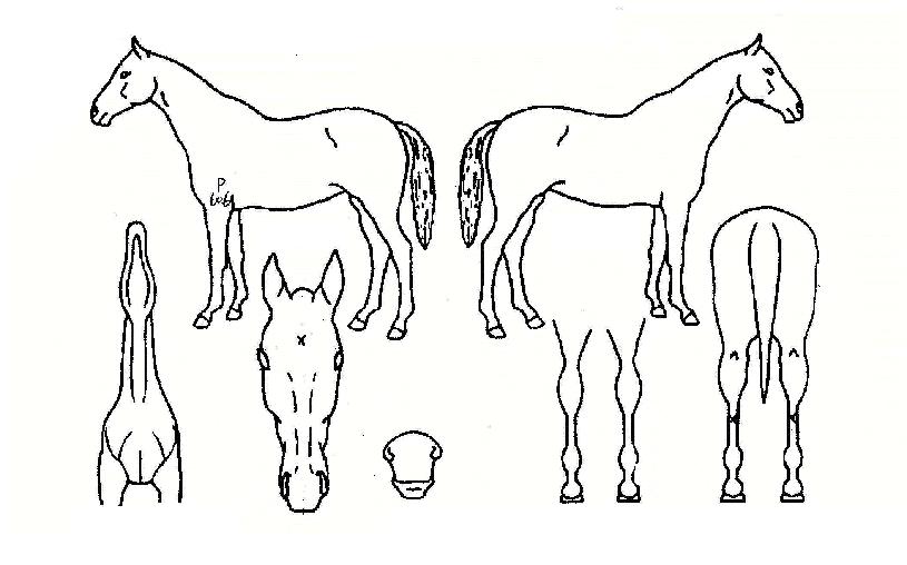 ¸ð´×Ŭ·¡½ÄÀÇ Ãø¸é,¿ì¸é,µÞ¸é,µÎ»ó,´Ù¸®ÀÇ Æ¯Â¡µµÇØ