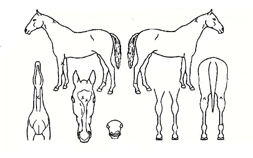 ŸŰ���� ����,���,�޸�,�λ�,�ٸ��� Ư¡����