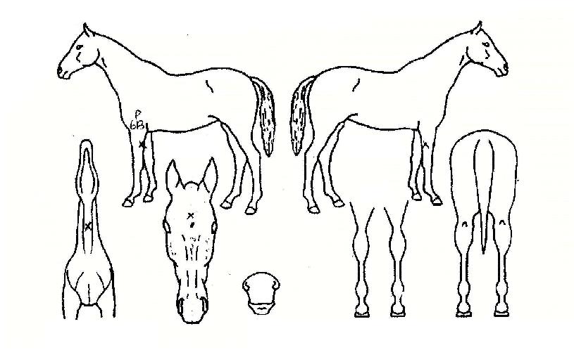 º¸Àº°¡µæÀÇ Ãø¸é,¿ì¸é,µÞ¸é,µÎ»ó,´Ù¸®ÀÇ Æ¯Â¡µµÇØ