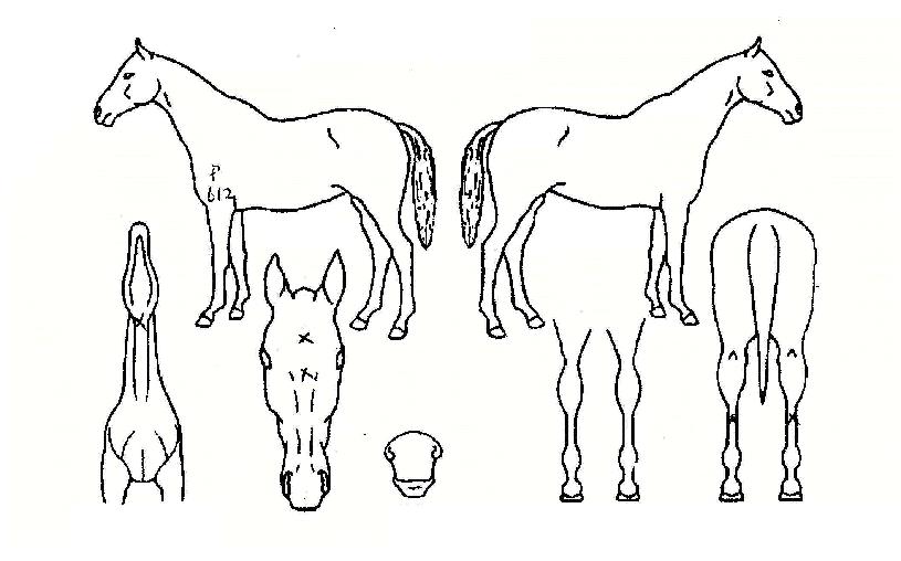 Ǫ¶ó¶óÀÚÀÚ¸¶ÀÇ Ãø¸é,¿ì¸é,µÞ¸é,µÎ»ó,´Ù¸®ÀÇ Æ¯Â¡µµÇØ