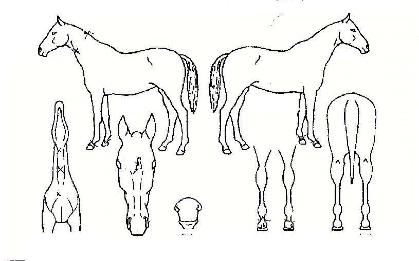 Ư�ޱ������ ����,���,�޸�,�λ�,�ٸ��� Ư¡����