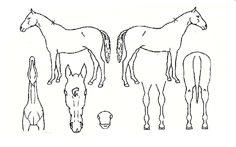 ¿ì¹Ì°üÀÇ Ãø¸é,¿ì¸é,µÞ¸é,µÎ»ó,´Ù¸®ÀÇ Æ¯Â¡µµÇØ