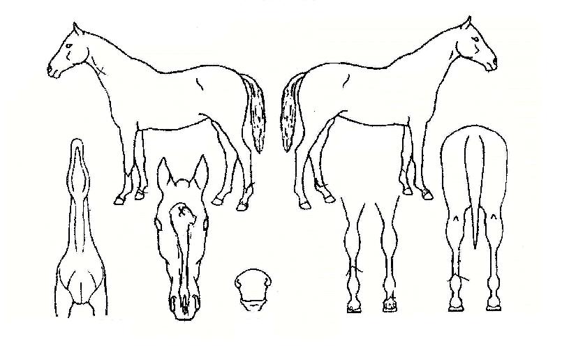 Ǫ���ĵ��� ����,���,�޸�,�λ�,�ٸ��� Ư¡����