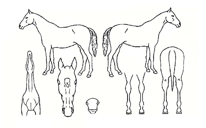 ÄËÅÍ۰¡¹®ÀÇ Ãø¸é,¿ì¸é,µÞ¸é,µÎ»ó,´Ù¸®ÀÇ Æ¯Â¡µµÇØ