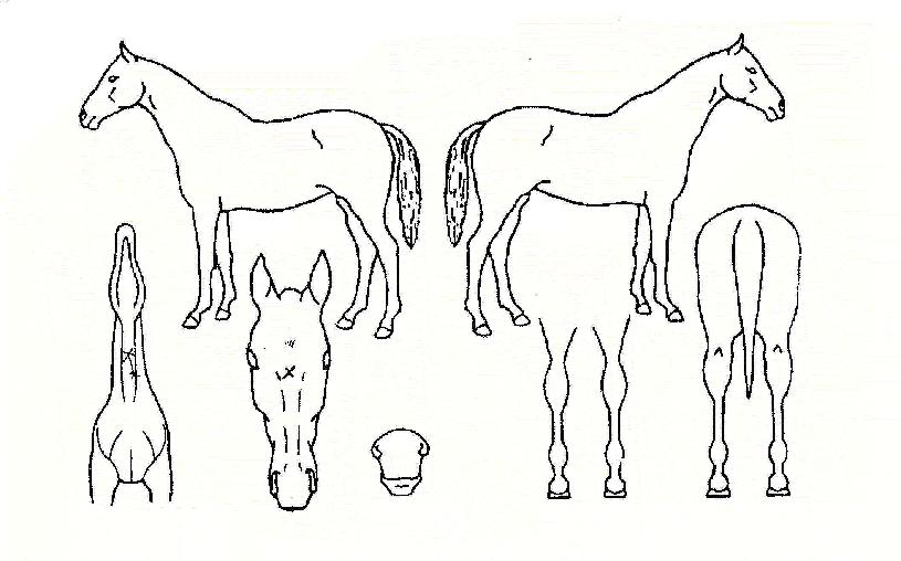 ��¸���Ŀ�� ����,���,�޸�,�λ�,�ٸ��� Ư¡����