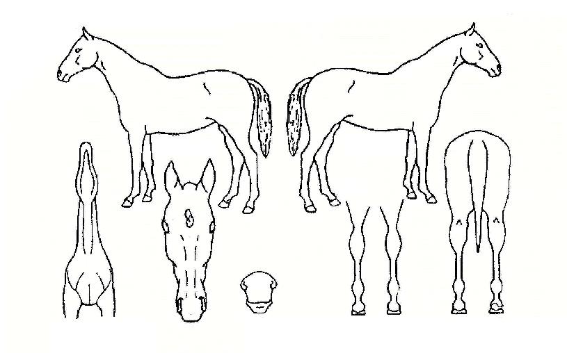 �ǿ츮�� ����,���,�޸�,�λ�,�ٸ��� Ư¡����