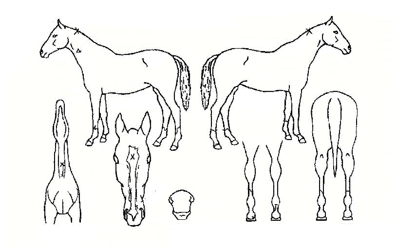 �ʿ����߾��� ����,���,�޸�,�λ�,�ٸ��� Ư¡����