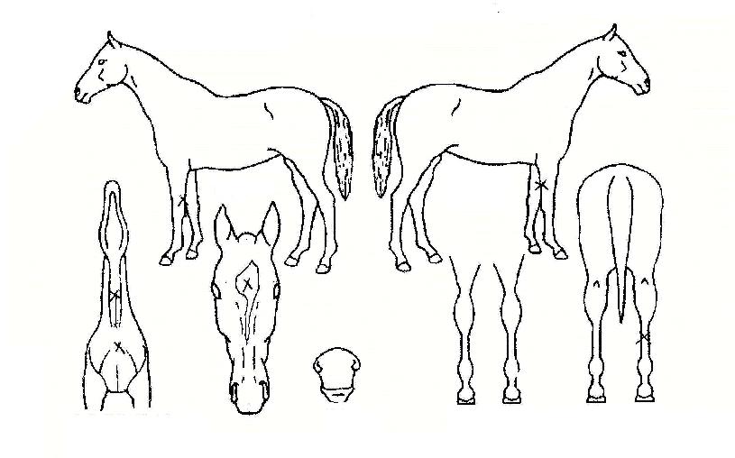 ¼ö¼ºÀÌüÀÇ Ãø¸é,¿ì¸é,µÞ¸é,µÎ»ó,´Ù¸®ÀÇ Æ¯Â¡µµÇØ