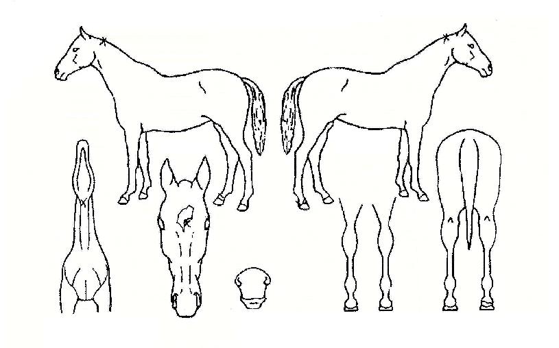 ·°Å°¸Ó´ÏÀÇ Ãø¸é,¿ì¸é,µÞ¸é,µÎ»ó,´Ù¸®ÀÇ Æ¯Â¡µµÇØ