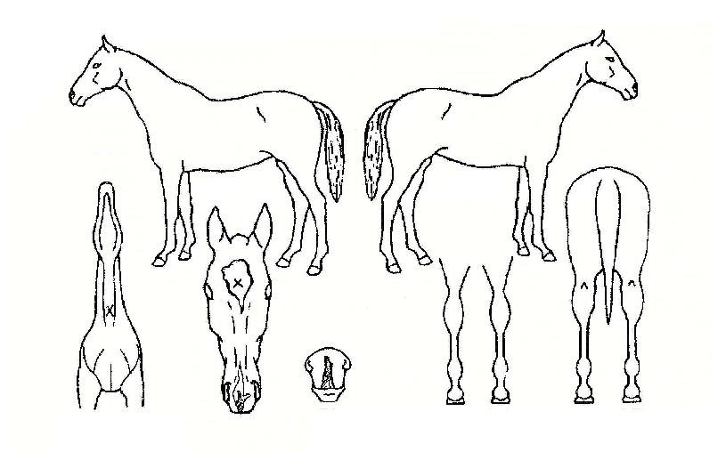 �����͹����� ����,���,�޸�,�λ�,�ٸ��� Ư¡����