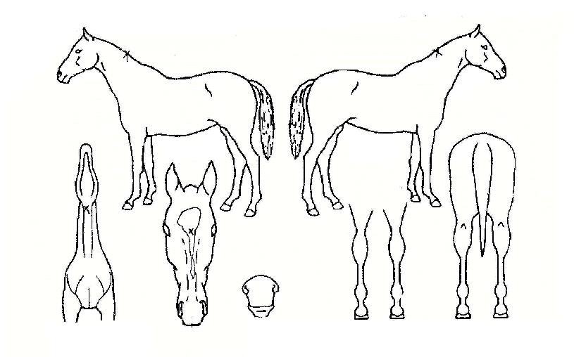 ¹éµÎŸÀ̰ÅÀÇ Ãø¸é,¿ì¸é,µÞ¸é,µÎ»ó,´Ù¸®ÀÇ Æ¯Â¡µµÇØ