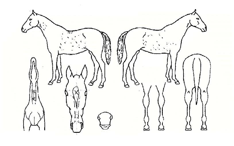 Áö¼º¹ÌÀÇ Ãø¸é,¿ì¸é,µÞ¸é,µÎ»ó,´Ù¸®ÀÇ Æ¯Â¡µµÇØ