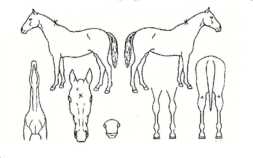 ½´ÆÛ¹Ì»çÀÏÀÇ Ãø¸é,¿ì¸é,µÞ¸é,µÎ»ó,´Ù¸®ÀÇ Æ¯Â¡µµÇØ