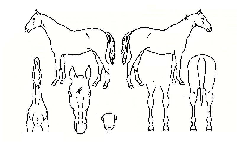 ����꼺�ڸ��� ����,���,�޸�,�λ�,�ٸ��� Ư¡����