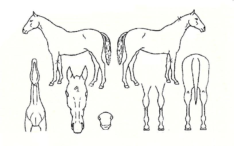 ûÁÖÃàÁ¦ÀÇ Ãø¸é,¿ì¸é,µÞ¸é,µÎ»ó,´Ù¸®ÀÇ Æ¯Â¡µµÇØ