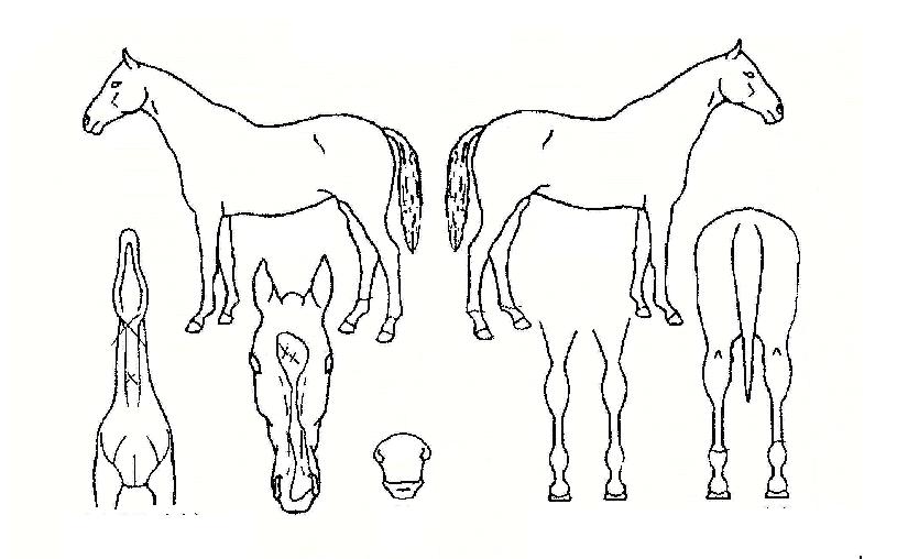 Àå¿îÀÇ Ãø¸é,¿ì¸é,µÞ¸é,µÎ»ó,´Ù¸®ÀÇ Æ¯Â¡µµÇØ