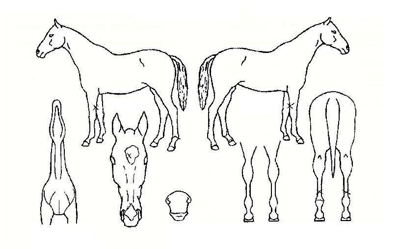 ������������ ����,���,�޸�,�λ�,�ٸ��� Ư¡����