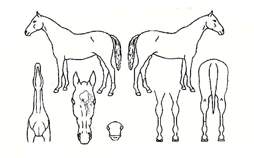 ���������� ����,���,�޸�,�λ�,�ٸ��� Ư¡����