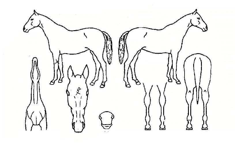 �������� ����,���,�޸�,�λ�,�ٸ��� Ư¡����