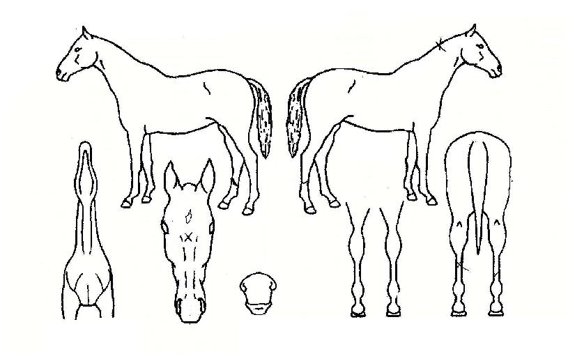 ���Ŀ���� ����,���,�޸�,�λ�,�ٸ��� Ư¡����