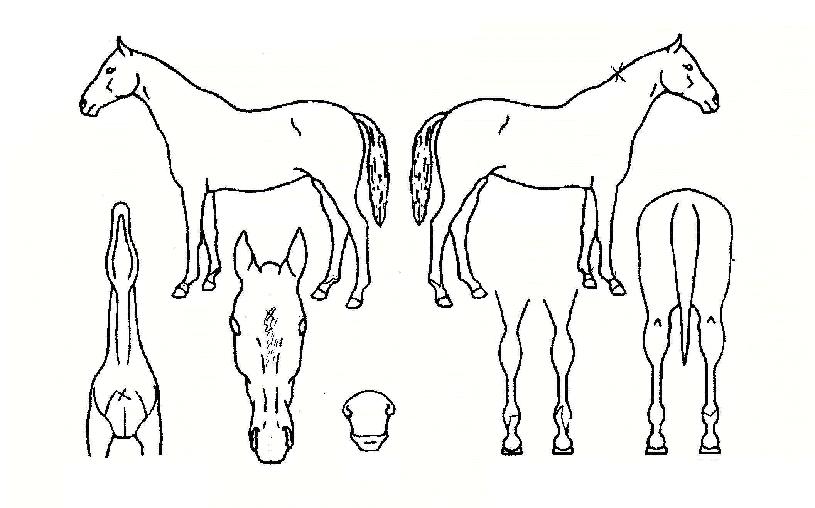 Ÿ¿ö¸µÀÇ Ãø¸é,¿ì¸é,µÞ¸é,µÎ»ó,´Ù¸®ÀÇ Æ¯Â¡µµÇØ