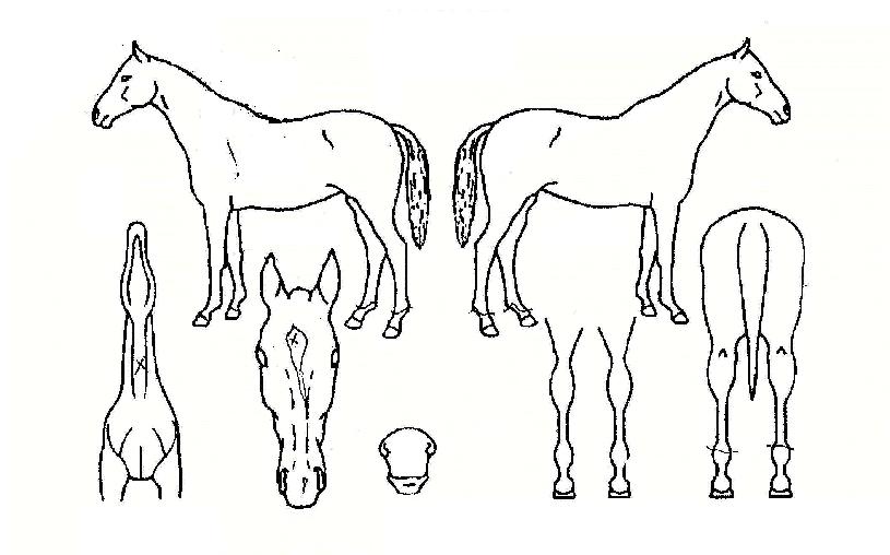 �ο��з��Ͼ��� ����,���,�޸�,�λ�,�ٸ��� Ư¡����