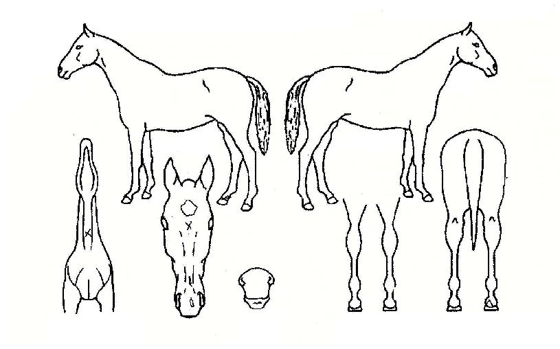 ¾Æºñ°¡ÀÏÀÇ Ãø¸é,¿ì¸é,µÞ¸é,µÎ»ó,´Ù¸®ÀÇ Æ¯Â¡µµÇØ