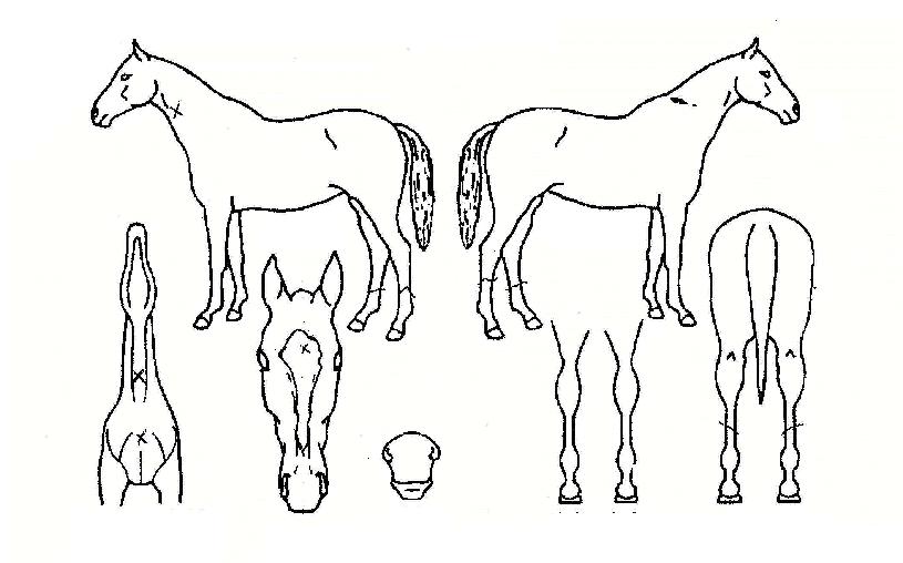 ¿ø´õÇ®½ºÇǵåÀÇ Ãø¸é,¿ì¸é,µÞ¸é,µÎ»ó,´Ù¸®ÀÇ Æ¯Â¡µµÇØ