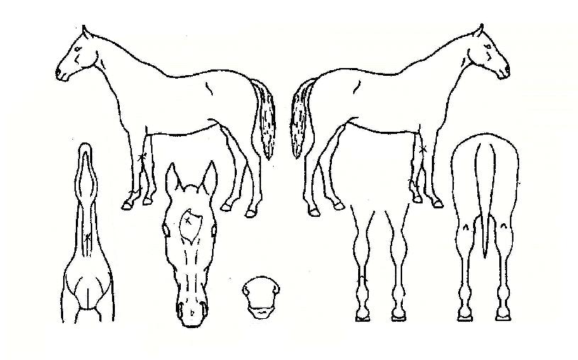 ·Î¿¼±µ¥ÀÌÀÇ Ãø¸é,¿ì¸é,µÞ¸é,µÎ»ó,´Ù¸®ÀÇ Æ¯Â¡µµÇØ