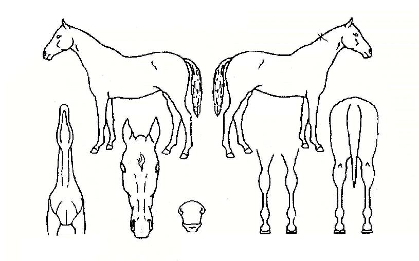 ����Ŭ������ ����,���,�޸�,�λ�,�ٸ��� Ư¡����