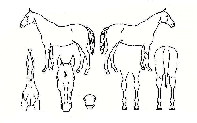 ���ؿ����� ����,���,�޸�,�λ�,�ٸ��� Ư¡����